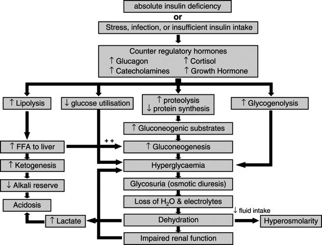 Fig.2 Patofysiologi diabetisk ketoacidose. Ref. Wolfsdorf et al. Diabetes Care 2006; 29: 1150-9. Gjengis med tillatelse.