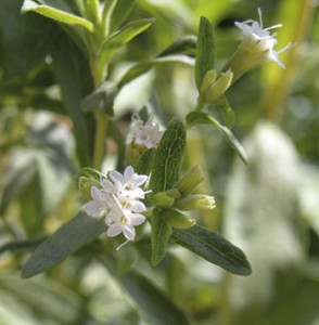 Planten Stevia Rebaudiana Bertoni. Hentet fra Wikipedia.