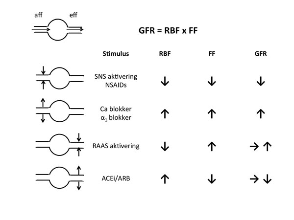Figur 2: Renal hemodynamikk. GFR er et produkt av renal blodgjennomstrømming (RBF) og filtrasjonsfraksjon (FF) i glomeruli. Ulike stimuli regulerer vasomotorisk tonus i afferent (aff) og efferent (eff) arteriole og påvirker RBF og FF, og som en konsekvens GFR. Forklaringer på forkortelser brukt i figuren: NSAIDs: non-steroide antiinflammatoriske medikamenter, Ca blokker: calcium blokker, α1 blokker: alfa-1 symatikoadrenerg blokker, RAAS: renin-angiotensin-aldosteron systemet, ACEi: ACE hemmer, ARB: AII blokker.