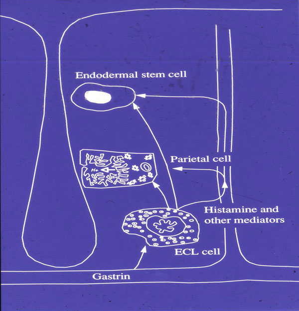 Fig.1. Regulering av ventrikkelens syresekresjon. Tidligere publisert i Yale J Biol Med 1998, 71: 325-335 og retrykkes med tillatelse.