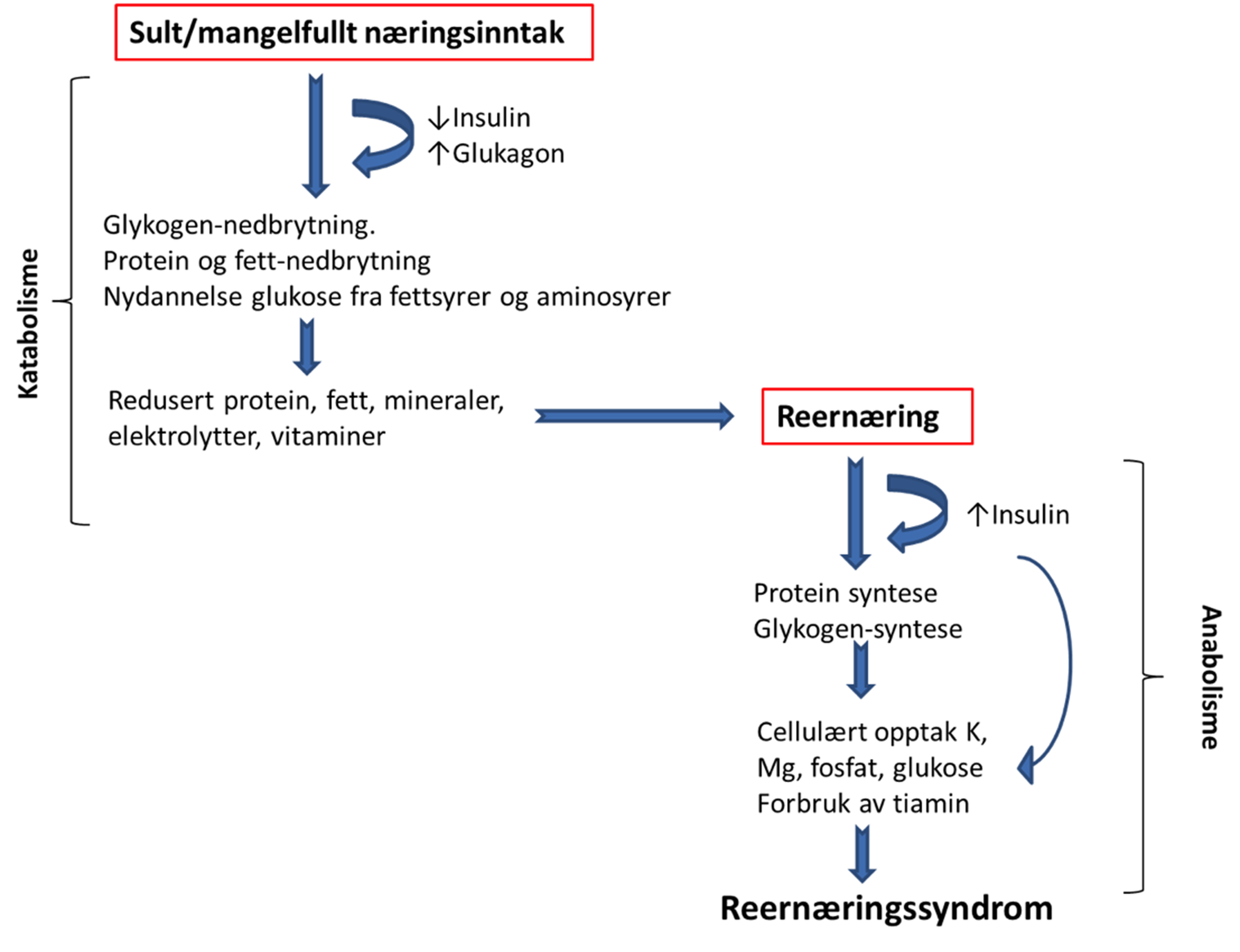 Figur 1. Patogenese for utvikling av reernæringssyndrom Reernæringssyndrom forårsakes av et raskt skifte fra katabol metabolisme (fettmetabolisme) til anabol metabolisme (karbohydratmetabolisme) med insulinsekresjon og påfølgende elektrolytt-skift fra ekstracellulært til intracellulært.