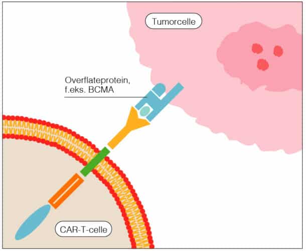 Figur 1: CART-T - Bispesifikke antistoffer celle: Skjematisk fremstilling av interaksjon mellom CAR-T-celle og tumorcelle