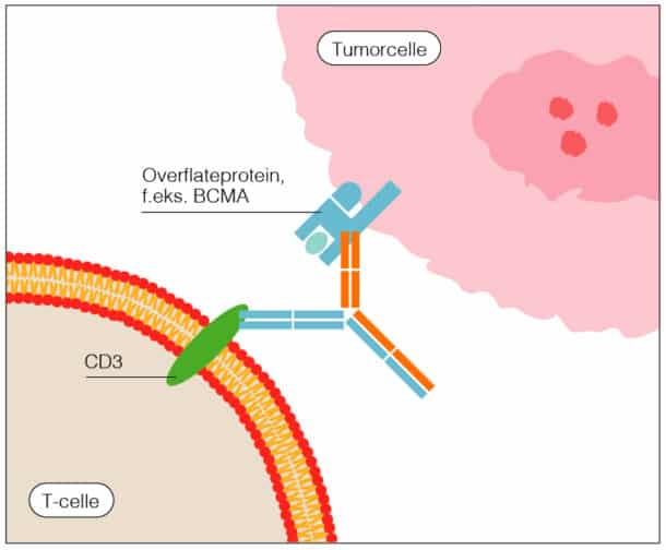 Figur 2: Bispesifikke antistoffer - Fremstilling av hvordan bispesifikke antistoffer kobler sammen tumorceller og pasientens T-celler.