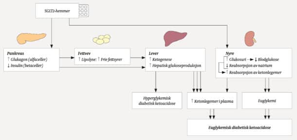 Figur 2: Mekanismer for diabetes ketoacidose ved SGLT2-hemmere [Fra Tidsskriftet for den norske legeforening, trykkes med godkjenning (11)].