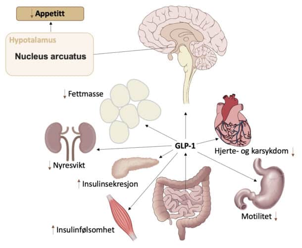 Figur: Effekter av GLP-1 (glukagonlignende peptid-1) på vekt og metabolisme. Figuren illustrerer de viktigste fysiologiske effektene av GLP-1. GLP-1 og GLP-1-analoger kan bidra til blant annet vekttap via redusert appetitt og matinntak, bedret glukosemetabolisme og hjerteprotektive effekter.