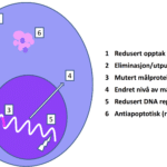 Figur 1. Kreftcellens resistens mot medikamentell behandling og dermed progresjon av kreftsykdom. Tradisjonelt har man regnet at behandlingsresistens kan oppstå på grunn av ulike mekanismer i kreft­celler. Disse mekanismene inkluderer (1) suboptimalt cellulært opptak av medikamentet; (2) økt eliminasjon blant annet ved ulike utpumpingsmekanismer; (3) ­mutasjon av medikamentets molekylære angreps­punkt i cellen og dermed redusert følsomhet for medikamentet; (4) endret nivå av et terapeutisk målmolekyl eller signalmolekyl ­påvirker dets biologiske betydning og dermed effekten av medikamentell whemming; (5) økt kapasitet for reparasjon av medikament­utløst DNA-skade; eller (6) økt overlevelses­evne for cellene ved at man i utgangspunktet har en overvekt av proapoptotiske mekanismer (rosa farge) i kreft­cellen. Blant de vanlige mekanismene/markørene for økt resistens ved AML er mekanisme 6. Man kan da i utgangspunktet ha ­genetiske avvik (i) enten i selve intracellulære signalprotein (ii) eller i molekyl som endrer genavlesning og dermed gir økt nivå av visse antiapoptotiske (rosa) i forhold til antiapoptotiske (­fiolett) proteiner. I begge tilfellene blir sluttresultatet en generelt økt overlevelsesevne for AML cellen når den blir utsatt for skade eller stress i form av leukemibehandling (figur tilpasset fra Medikamenter mot kreft Cytostatikaboken, 9. utgave 2023).