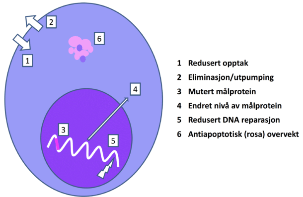 Figur 1. Kreftcellens resistens mot medikamentell behandling og dermed progresjon av kreftsykdom. Tradisjonelt har man regnet at behandlingsresistens kan oppstå på grunn av ulike mekanismer i kreft­celler. Disse mekanismene inkluderer (1) suboptimalt cellulært opptak av medikamentet; (2) økt eliminasjon blant annet ved ulike utpumpingsmekanismer; (3) ­mutasjon av medikamentets molekylære angreps­punkt i cellen og dermed redusert følsomhet for medikamentet; (4) endret nivå av et terapeutisk  målmolekyl eller signalmolekyl ­påvirker dets biologiske betydning og dermed effekten av medikamentell whemming; (5) økt kapasitet for reparasjon av medikament­utløst DNA-skade; eller (6) økt overlevelses­evne for cellene ved at man i utgangspunktet har en overvekt av proapoptotiske mekanismer (rosa farge) i kreft­cellen. Blant de vanlige mekanismene/markørene for økt resistens ved AML er mekanisme 6. Man kan da i utgangspunktet ha ­genetiske avvik (i) enten i selve intracellulære signalprotein (ii) eller i molekyl som endrer genavlesning og dermed gir økt nivå av visse antiapoptotiske (rosa) i forhold til antiapoptotiske (­fiolett) proteiner. I begge tilfellene blir sluttresultatet en generelt økt overlevelsesevne for AML cellen når den blir utsatt for skade eller stress i form av leukemibehandling (figur tilpasset fra Medikamenter mot kreft Cytostatikaboken, 9. utgave 2023). 