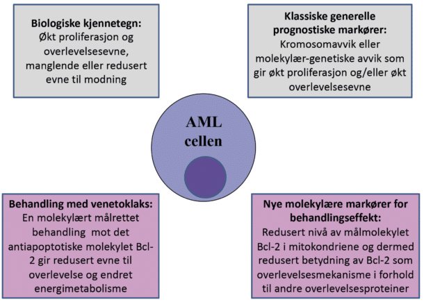 Figur 2. AML cellenes resistens mot behandling: ­konvensjonell ­cytotoksisk behandling (grå) ­versus ­Bcl-2  hemmeren ­venetoklaks.
